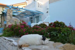 Stella's traditional house.