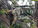 Iguana Tree Sayulita